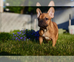 Small Photo #7 French Bulldog Puppy For Sale in WOOD DALE, IL, USA
