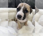 Small #19 Mutt