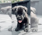 Small Photo #7 Cane Corso Puppy For Sale in SAINT JOSEPH, MO, USA