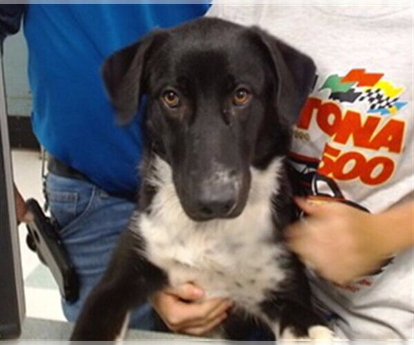 Medium Photo #1 Mutt Puppy For Sale in Oklahoma City, OK, USA