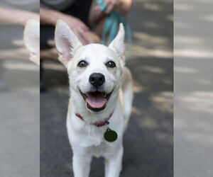 Huskies -Unknown Mix Dogs for adoption in Arlington, VA, USA