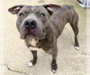 American Pit Bull Terrier Dogs for adoption in Aurora, IL, USA