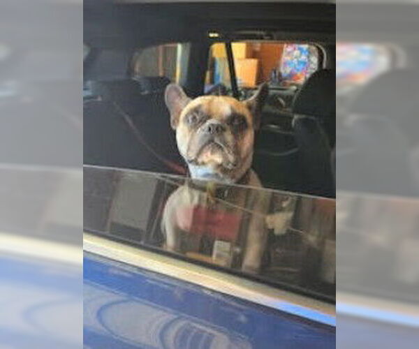 Medium Photo #4 Faux Frenchbo Bulldog Puppy For Sale in San Diego, CA, USA