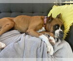 Small #3 Boxer