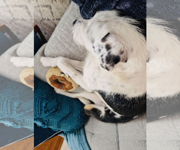 Medium Photo #4 Collie-Unknown Mix Puppy For Sale in Princeton, MN, USA