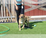 Small #3 Beagle Mix