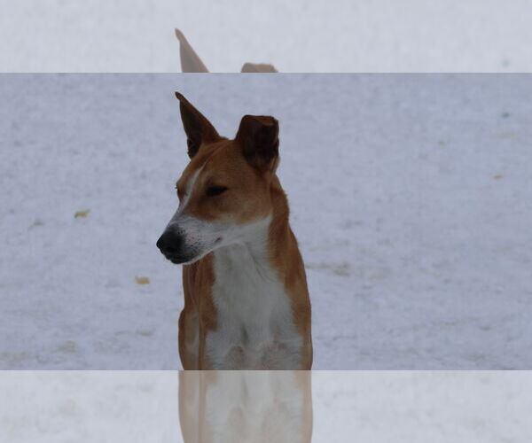 Medium Photo #13 Saluki-Whippet Mix Puppy For Sale in Sebec, ME, USA