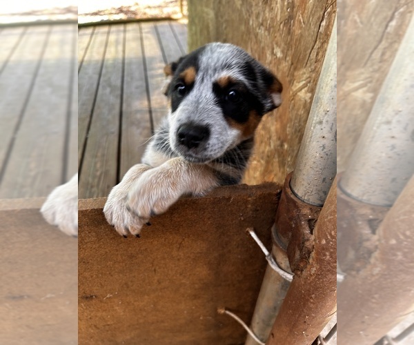 Medium Photo #1 Australian Cattle Dog Puppy For Sale in OREGON HOUSE, CA, USA