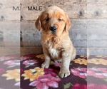 Small #3 Golden Retriever