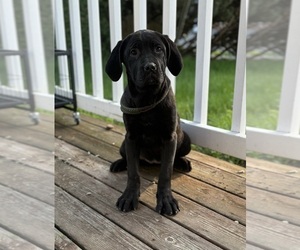 Cane Corso Puppy for sale in PORTLAND, OR, USA