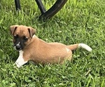 Puppy Charlie Jack Russell Terrier