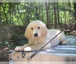 Small #4 English Cream Golden Retriever