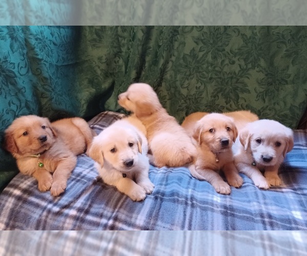 Medium Photo #3 Golden Retriever Puppy For Sale in EARLY BRANCH, SC, USA
