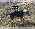 Small #3 Mountain Cur Mix