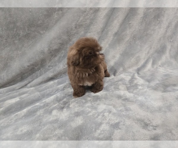 Medium Photo #1 Shih Tzu Puppy For Sale in CARLYLE, IL, USA