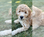 Puppy Opal Goldendoodle