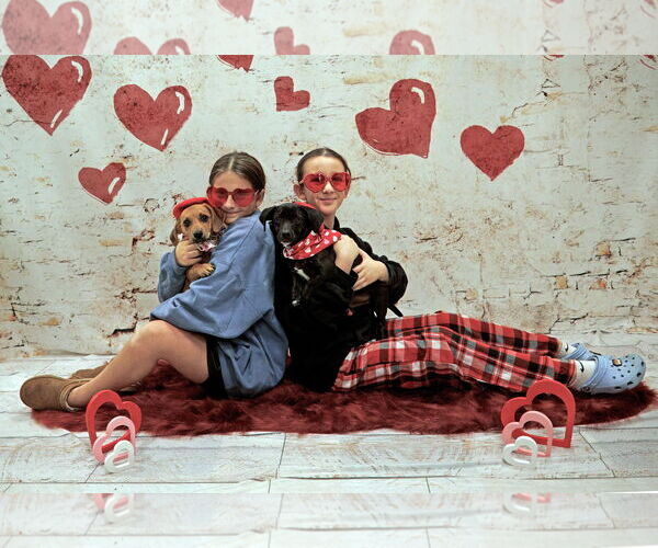 Medium Photo #2 Mutt Puppy For Sale in Morganville, NJ, USA