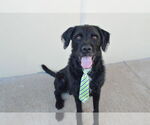 Small Poodle (Standard) Mix
