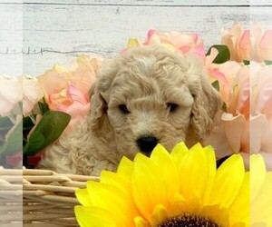 Cavapoo-Poodle (Miniature) Mix Puppy for sale in SAINT JOE, IN, USA
