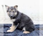 Small Photo #4 German Shepherd Dog Puppy For Sale in READING, PA, USA