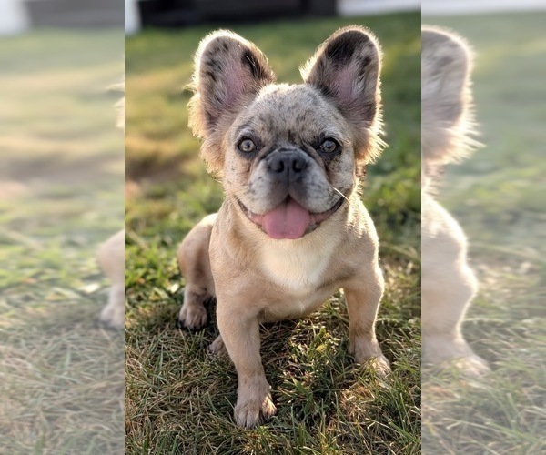 Medium Photo #1 French Bulldog Puppy For Sale in ARVERNE, NY, USA