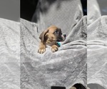 Small #4 Boxer Mix