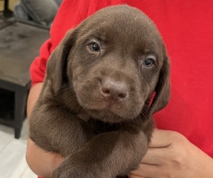 Labrador Retriever Puppy for sale in RIVERVIEW, FL, USA