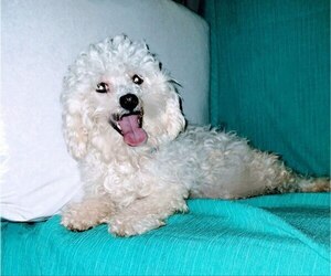 Mother of the Bichon-A-Ranian puppies born on 06/14/2025