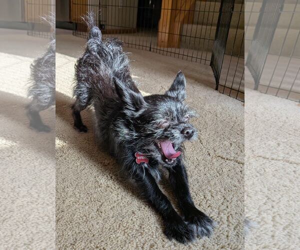 Medium Photo #5 Maltese-Unknown Mix Puppy For Sale in Princeton, MN, USA