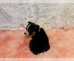 Small #2 American Corgi