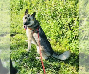 Gerberian Shepsky Dogs for adoption in Germantown, OH, USA