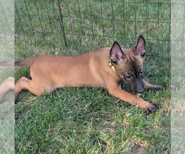 Medium Photo #24 Belgian Malinois Puppy For Sale in OSHKOSH, WI, USA
