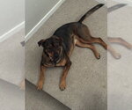 Small #3 German Shepherd Dog Mix