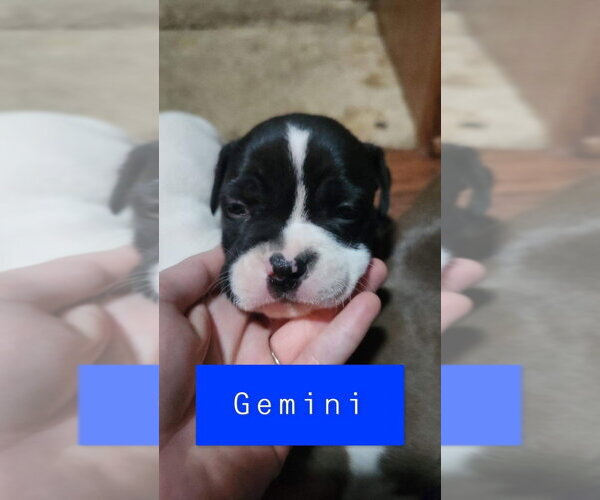 Medium Photo #4 American Pit Bull Terrier Puppy For Sale in Aurora, IN, USA