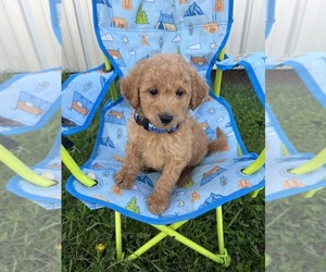 Goldendoodle (Miniature) Puppy for Sale in BELDING, Michigan USA
