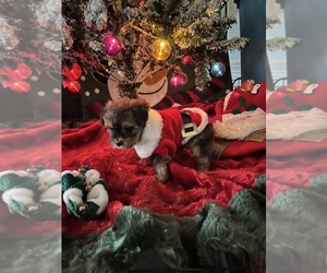 Yorkshire Terrier Puppy for sale in BENSON, NC, USA