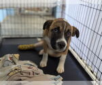 Small #3 Mutt