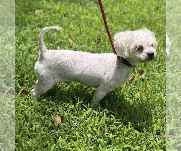 Medium Photo #3 Poodle (Miniature) Puppy For Sale in Yardley, PA, USA