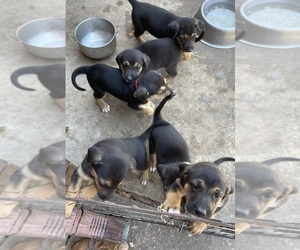Catahoula Leopard Dog-German Shepherd Dog Mix Puppy for sale in WANETTE, OK, USA