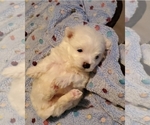 Small #2 Maltese