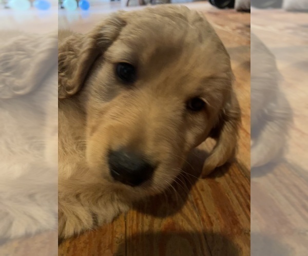 Medium Photo #7 Golden Retriever Puppy For Sale in MYAKKA CITY, FL, USA