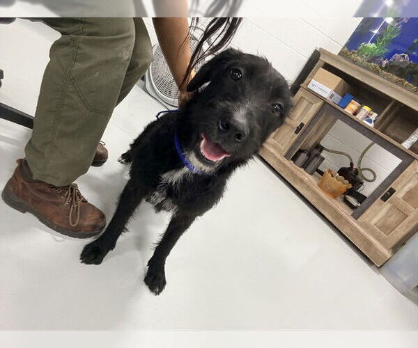 Medium Photo #1 Mutt Puppy For Sale in Temple, TX, USA