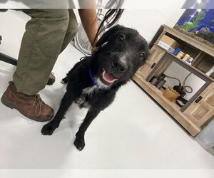 Mutt Dogs for adoption in Temple, TX, USA