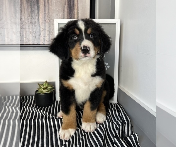 Medium Photo #3 Bernese Mountain Dog Puppy For Sale in FRANKLIN, IN, USA