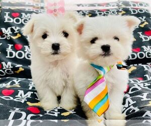 Maltese Dogs for adoption in LOS ANGELES, CA, USA