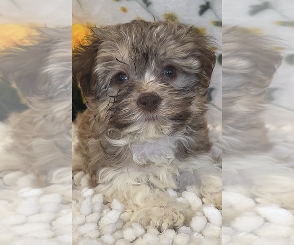 Medium Photo #1 Havanese Puppy For Sale in MARTINSVILLE, IN, USA