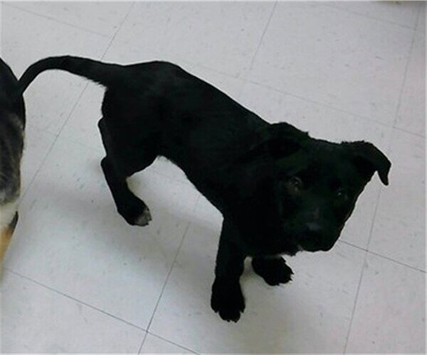 Medium Photo #1 German Shepherd Dog-Unknown Mix Puppy For Sale in Oroville, CA, USA