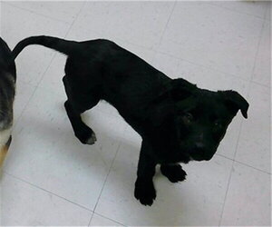 German Shepherd Dog-Unknown Mix Dogs for adoption in Oroville, CA, USA