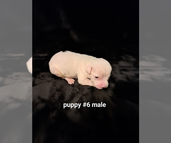 Medium Photo #5 American Bulldog Puppy For Sale in INDEPENDENCE, MO, USA