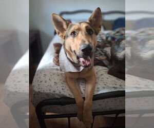 German Shepherd Dog-Unknown Mix Dogs for adoption in Princeton, MN, USA